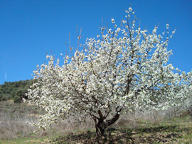 vista de naturaleza